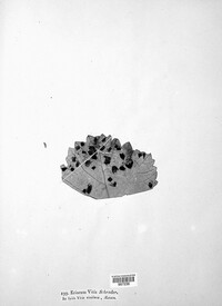 Erineum vitis image